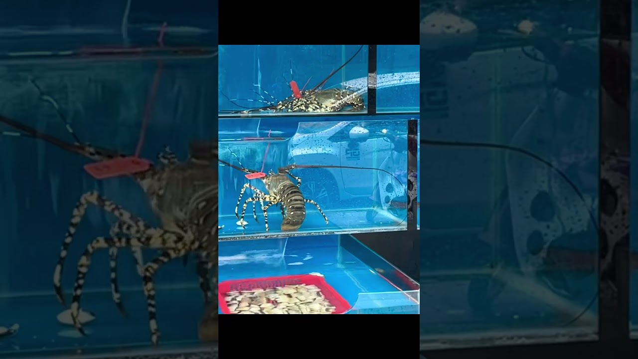 다낭여행 1일차 맛집추천 #다낭