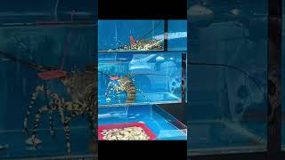 다낭여행 1일차 맛집추천 #다낭