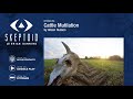 Cattle Mutilation