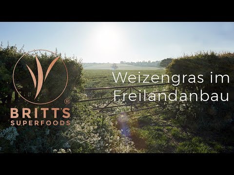 Weizengras im Freilandanbau