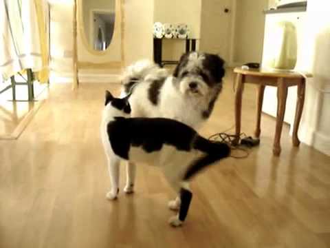 cat teaching dog to dance