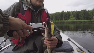 Ловля окуня на водохранилище в июле