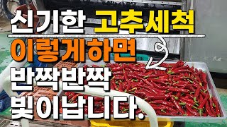 고추 세척과정 이런세척기 처음봅니다 - 고추재배 고추농사 Red pepper wash
