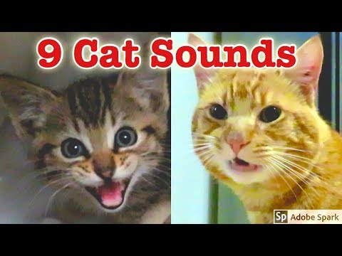 9 Sounds Cats Make and What They Mean 【CC 日本語】