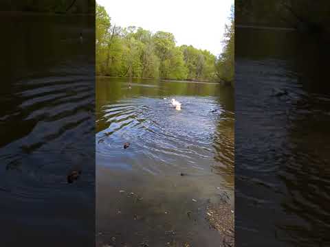 TuffEnuff Training In The Lake