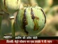 India's biggest illegal opium farming busted ...