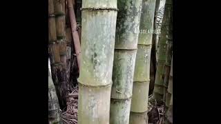 syuting di kebun bambu