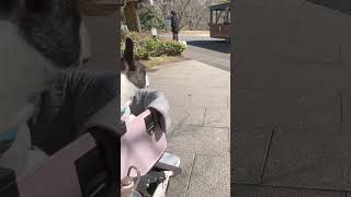 電車を見て固まってしまいます（笑）#shorts