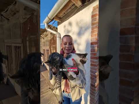 Debrecen mellett tanya eladó, 2 hektár homoktövis ültetvénnyel!