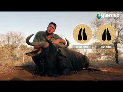 Introduction to species: BLUE WILDEBEEST