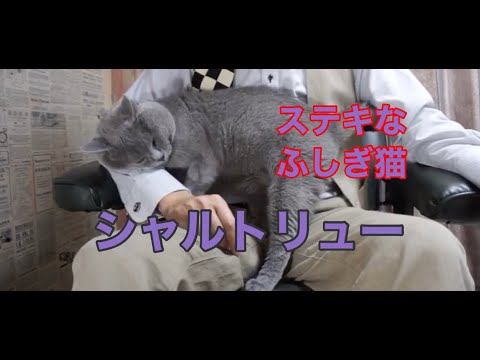 シャルトルー猫