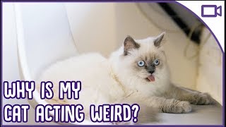Why is My Cat Being WEIRD?! Top Reasons!