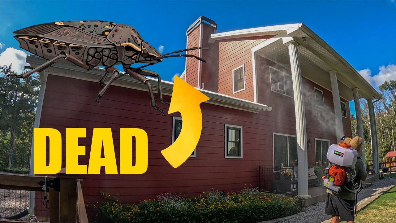 How to REALLY Kill Stink Bugs in the Fall