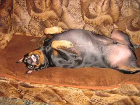 Goodbye Nero (Tribute to my dog that died)