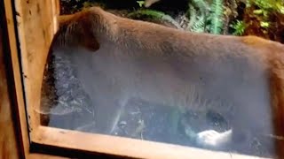 La coppia sbianca in volto dalla paura non appena vede QUESTO in terrazza