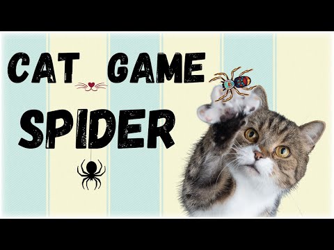 Spider CATS GAME - Turn on the video and your cat will learn to catch spiders! - The best cat game