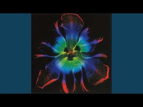 ネモピレマ・ノムライ