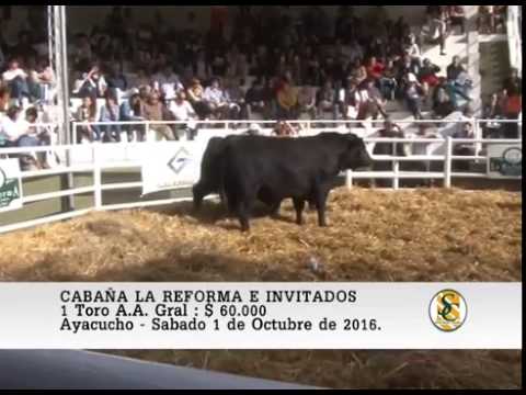 01-10-16 Venta de Toros - Cabaña La Reforma e Invitadas - Ayacucho.