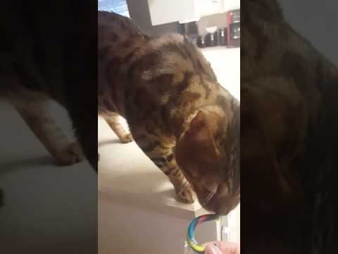 Mogwai cat eats candy cane