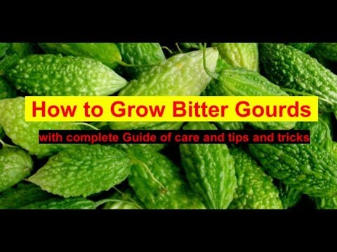 How to grow Bitter gourd:- Complete guide with Tips Video