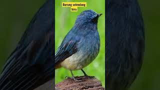 Download lagu Suara burung selendang biru!! mp3