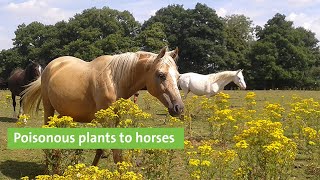 Webinar: Poisonous plants to horses