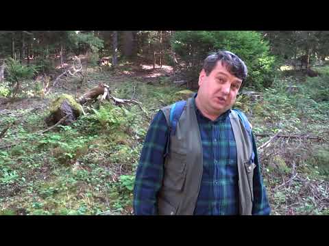 Controlul anual al regenerărilor la Ocolul Silvic Broșteni din cadrul Romsilva