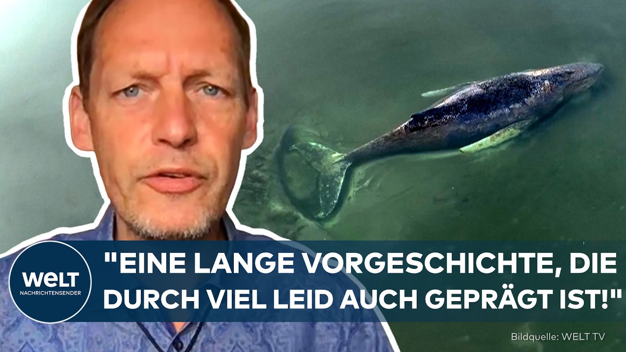 WAL-DRAMA: "Eigentlich nicht rettbar dieser Wal!" Buckelwal Timmy kämpft weiter ums Überleben!