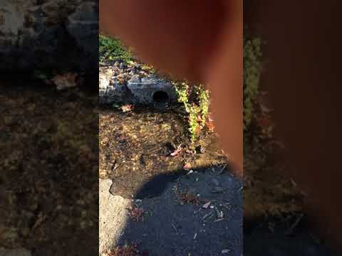 Drainage testing in Hood River, OR