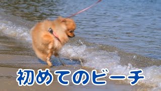 初めてのビーチ！inセントーサ島　ぽぽちゃんのビビり方面白い　【ポメラニアン】【シンガポール】【パラワンビーチ】