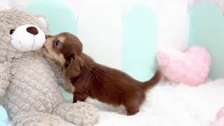 ハーフ犬の動画01