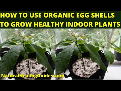 HOW I USE ORGANIC EGGSHELLS TO GROW STRONG HEALTHY INDOOR PLANTS (Untold Gardening Secret)