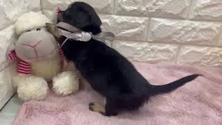 ハーフ犬の動画01