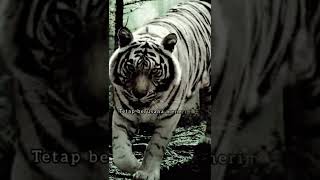 Download lagu story wa macan putih #shorts mp3