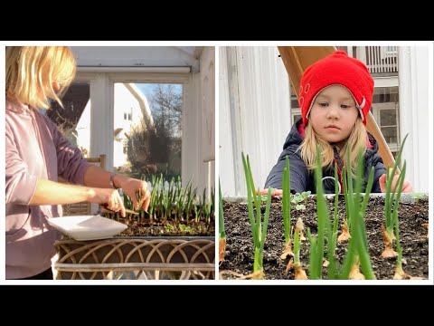 First harvest in April. We plant onions.