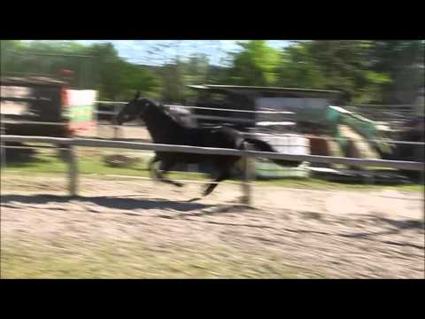 Danny Sahne von Danone II