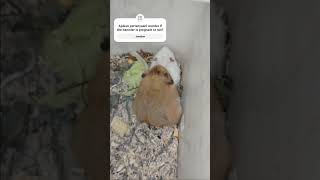 Download lagu Hamster breeding process #pets #hamsters #cute #animals #cuteanimals #rabbit mp3 Download lagu Hamster breeding process #pets #hamsters #cute #animals #cuteanimals #rabbit mp3