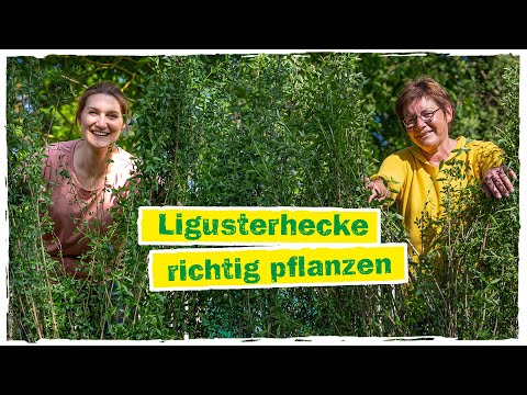 HECKE PFLANZEN: In 6 Schritten zu deiner Ligusterhecke 🍃
