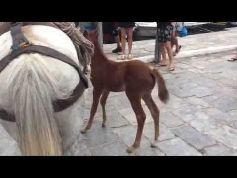 Welcome to Kanela the foal in Hydra Island Greece