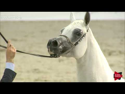 N 161 WALIYYA   Sharjah International 2019