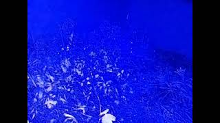 ダルマガエル観察ライブ20260319