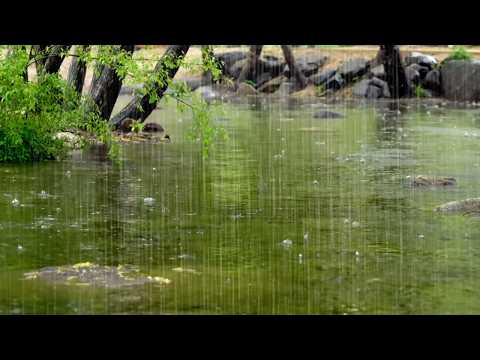 Rain Sounds Falling on the Surface of a Stream, Water Sounds and Rain that Brings Sleep