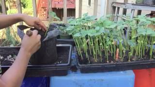 How to transplant beans