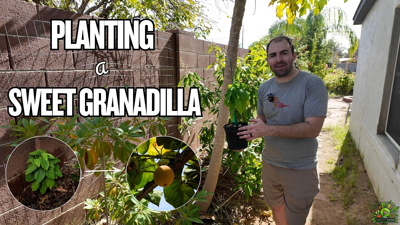 Planting a rare sweet granadilla passion fruit vine