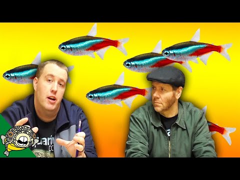 download lagu mp3 mp4 How Many Tetras Per Gallon, download lagu How Many Tetras Per Gallon gratis, unduh video klip How Many Tetras Per Gallon