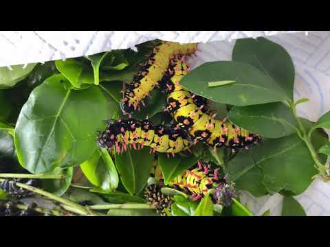 Madagascan emperor moth caterpillars (Antherina Suraka) part 2