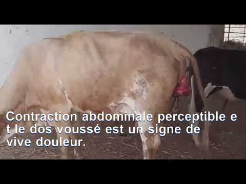 , title : 'Prolapsus utérin chez la vache métisse : une urgence'