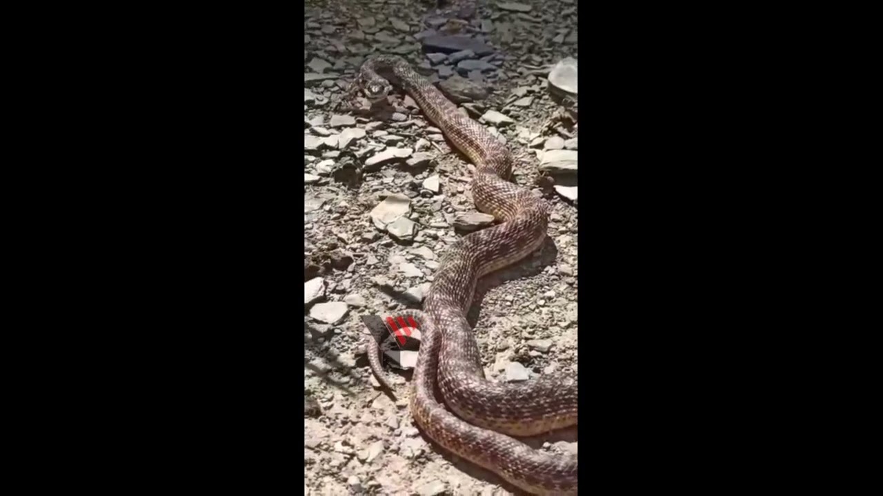 Yüksekova’da Dev engerek paniği