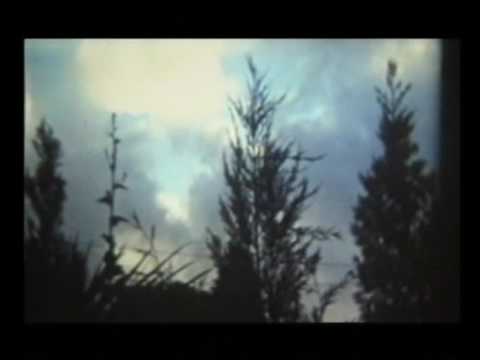 Neotropic -  SunFlower Girl