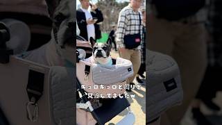 キョロキョロが止まらない？！フレブル、人混みにびっくり😲